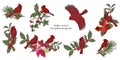 Northern cardinal birds and Christmas plants set